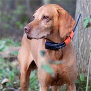 Dogtrace GPS X20 Ersatzhalsband, Zusatzhalsband, Ersatzsender/-empfänger für Hundeortungsgerät