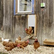 Automatische Hühnerklappe - elektronischer Türöffner für den Hühnerstall