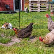 VOSS.farming farmNET 50m Hühnerzaun, Geflügelnetz, 112cm, 16 Pfähle, 2 Spitzen, grün, ohne Strom