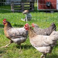 VOSS.farming farmNET 25m Hühnerzaun, Geflügelnetz, 112cm, 9 Pfähle, 2 Spitzen, grün, ohne Strom