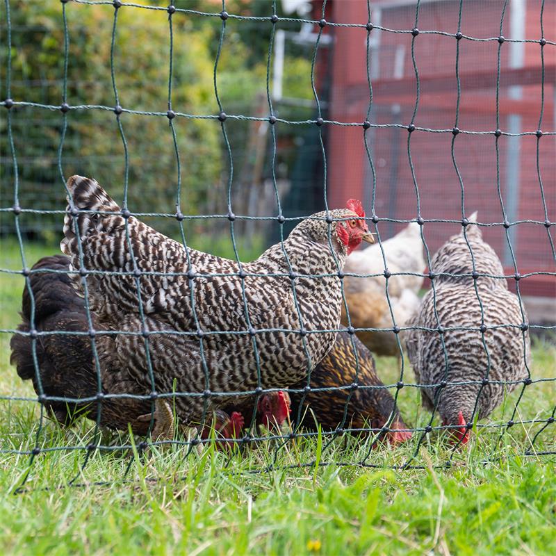 Sicherheit für Hühner: Geflügelnetze, Schutzwesten und Warnschilder