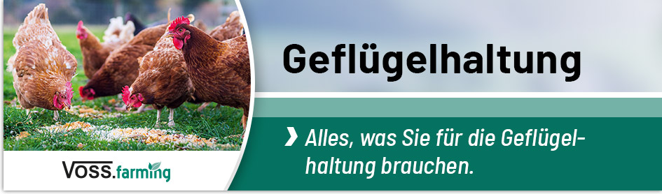 Mehrere braune Hühner picken im Gras neben dem Text "Geflügelhaltung" und dem Logo von Voss.farming nach Futter.
