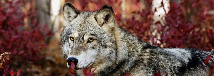 Weidezaun Ratgeber: Der Wolf ist zurück - So schützen Sie Ihre Tiere!